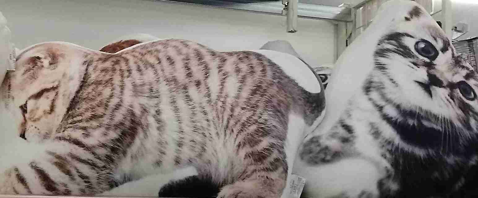 猫グッズで溢れるトピ