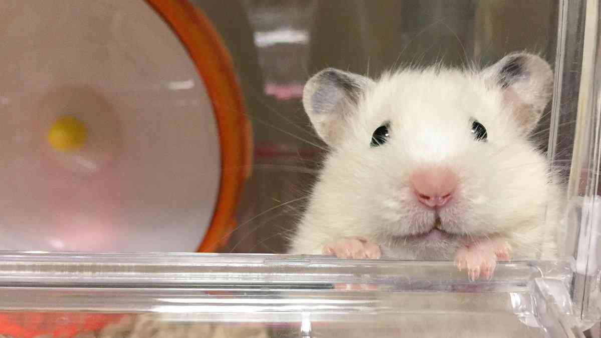 ハムスター飼い方