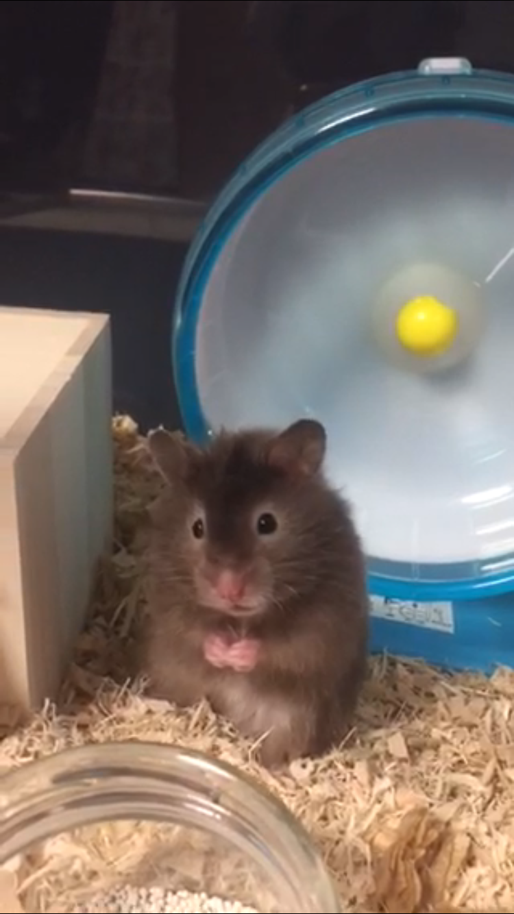 ハムスター飼い方