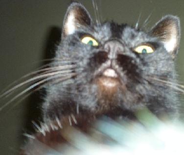 超絶目つき悪い猫の画像!