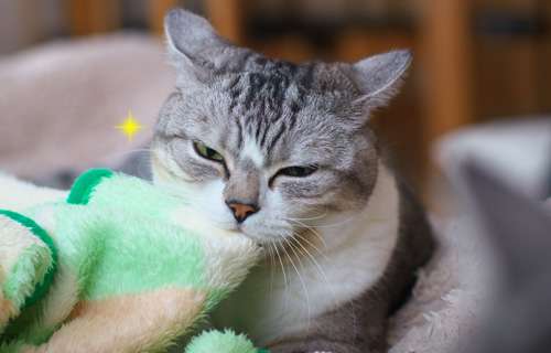 超絶目つき悪い猫の画像!