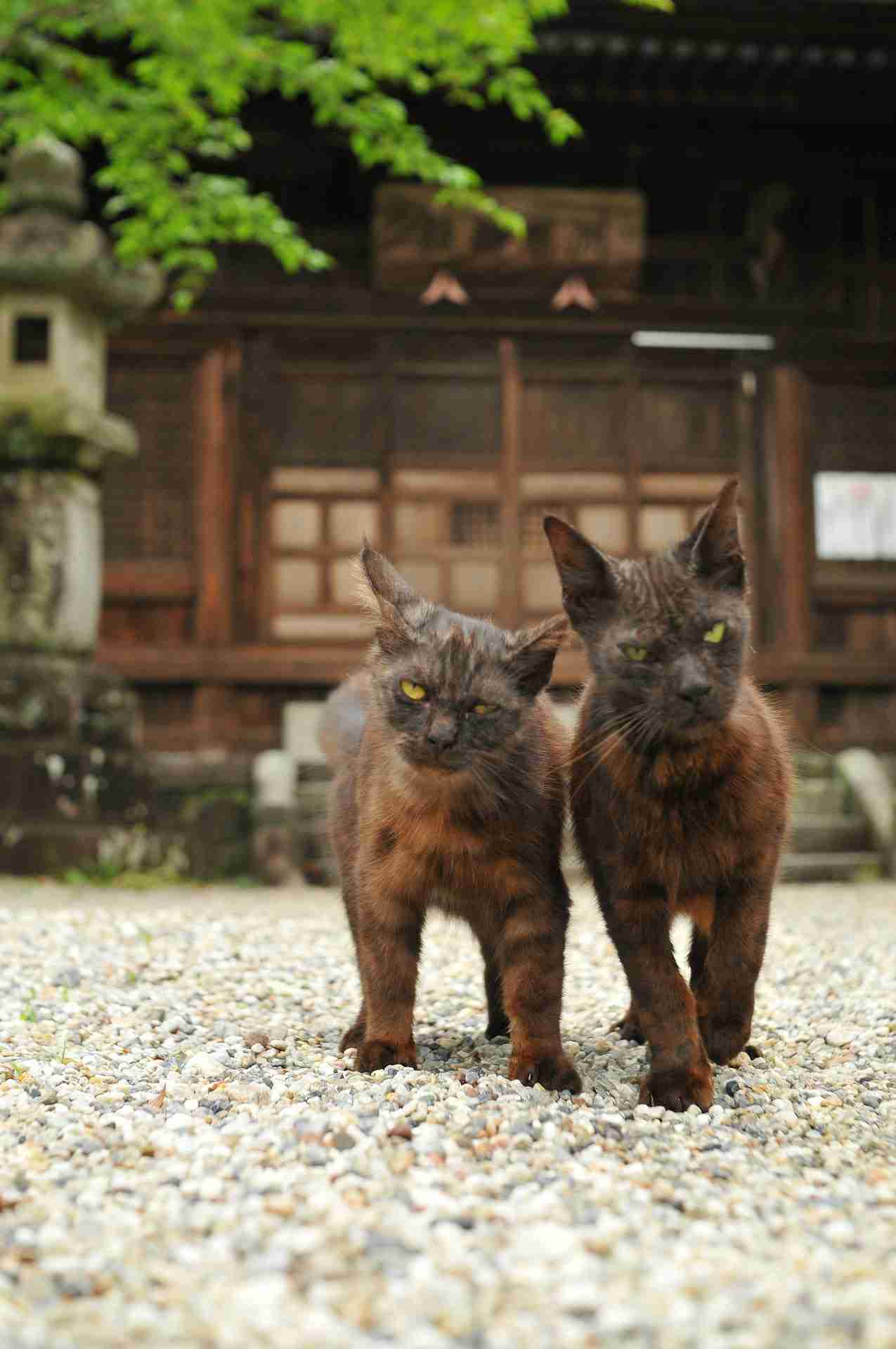 超絶目つき悪い猫の画像!