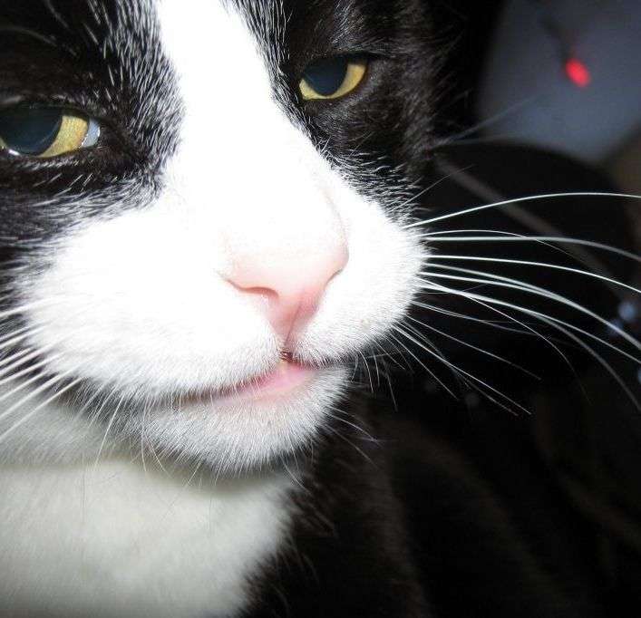 超絶目つき悪い猫の画像!