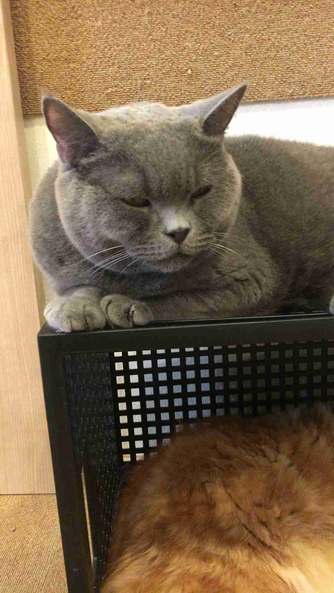 超絶目つき悪い猫の画像!