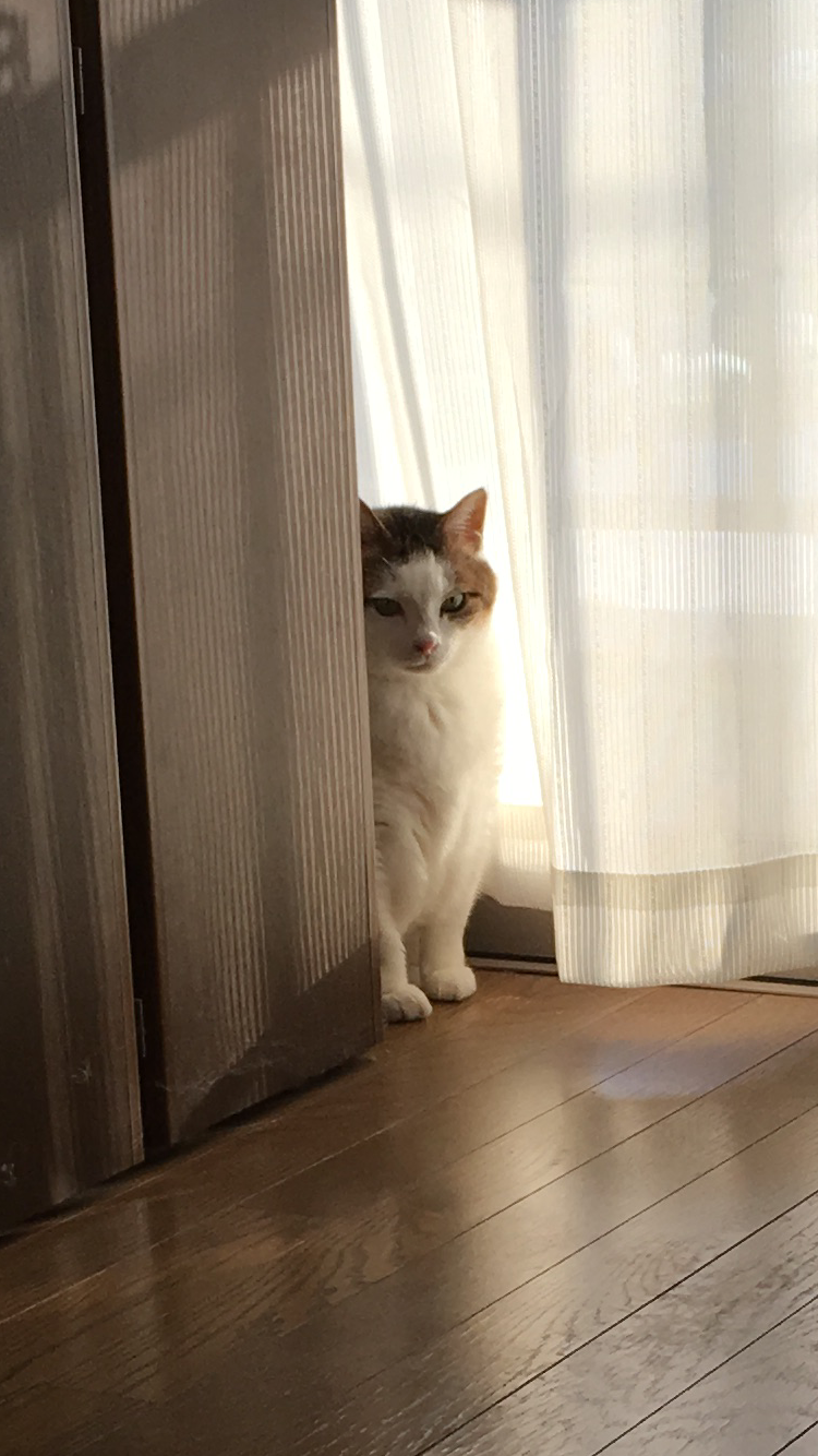 超絶目つき悪い猫の画像!