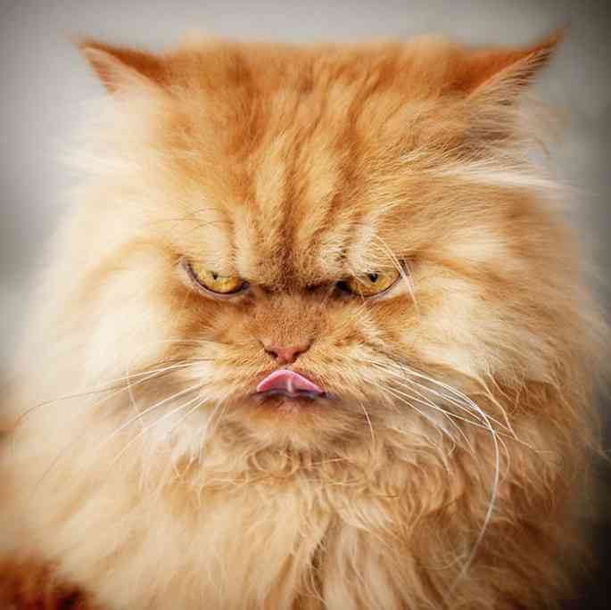 超絶目つき悪い猫の画像!