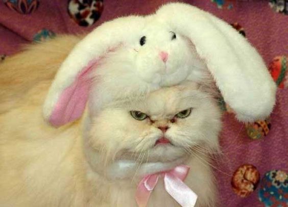 超絶目つき悪い猫の画像!
