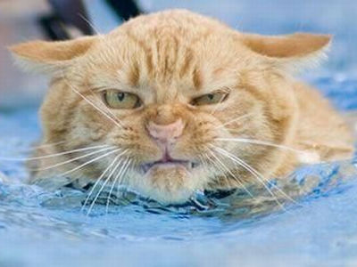 超絶目つき悪い猫の画像!