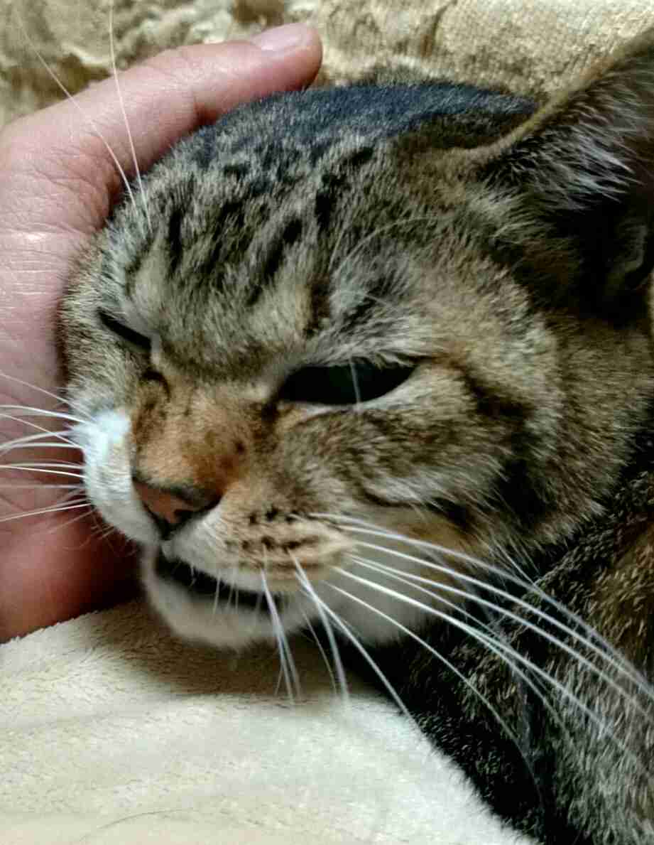 超絶目つき悪い猫の画像!