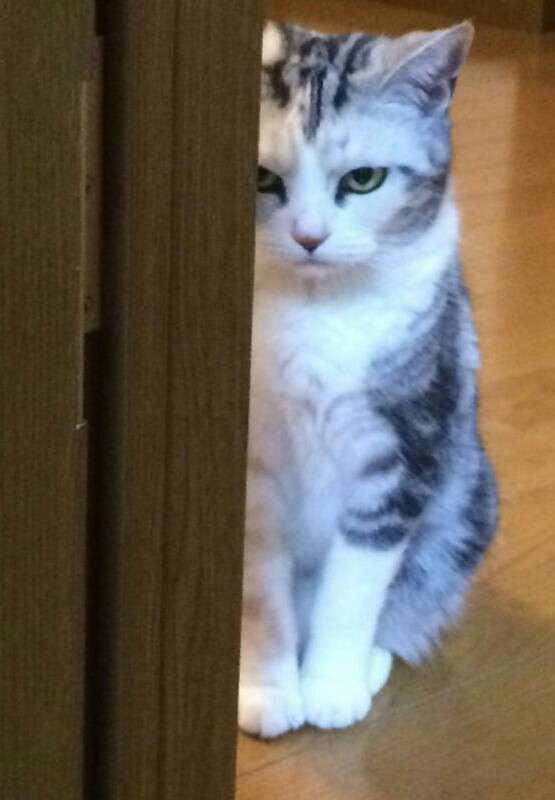 超絶目つき悪い猫の画像!