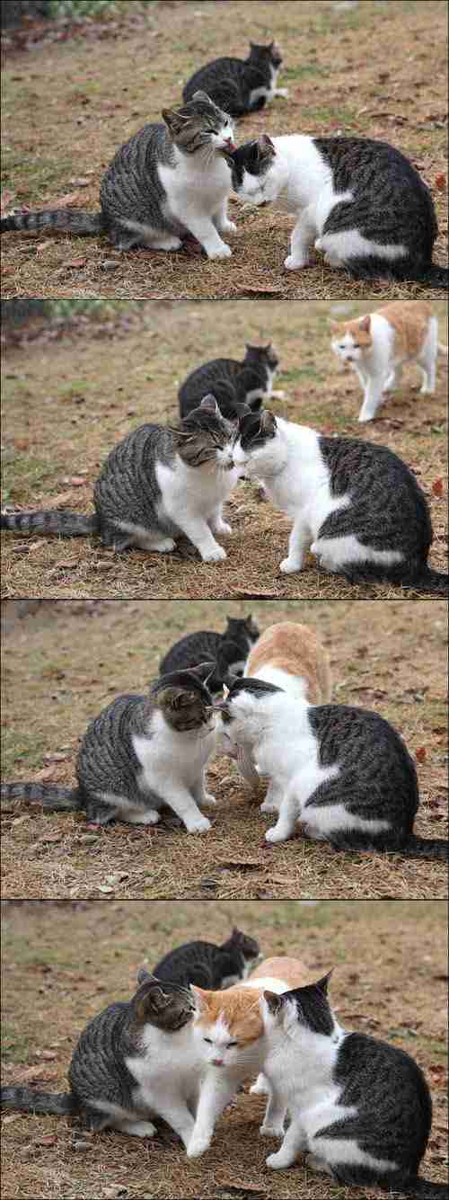 超絶目つき悪い猫の画像!