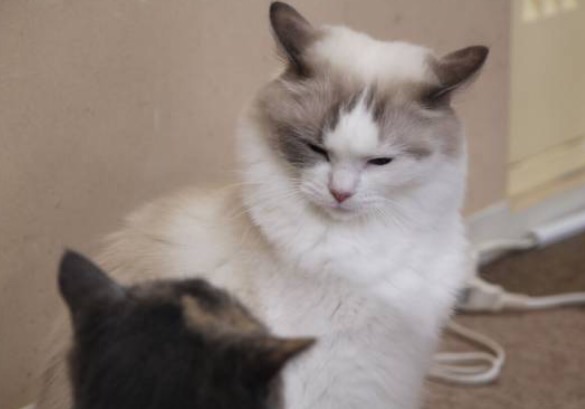 超絶目つき悪い猫の画像!