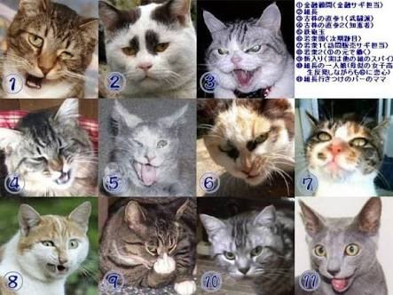超絶目つき悪い猫の画像!