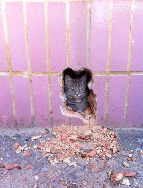 超絶目つき悪い猫の画像!