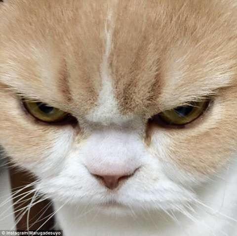 超絶目つき悪い猫の画像!