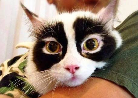 超絶目つき悪い猫の画像!