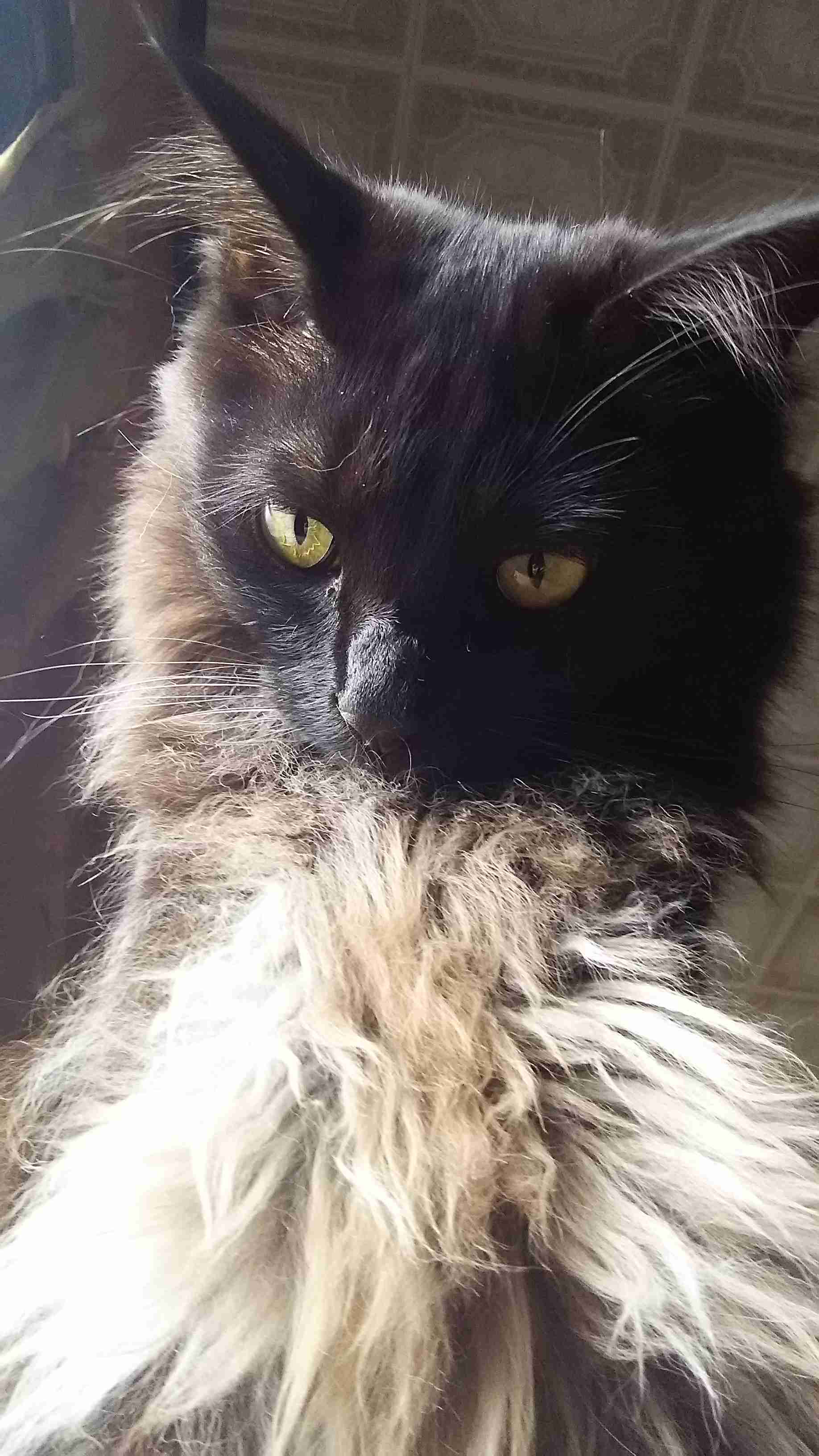 超絶目つき悪い猫の画像!