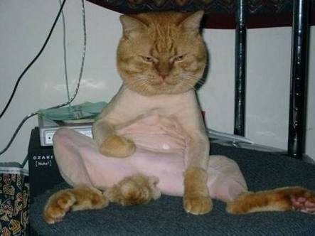 超絶目つき悪い猫の画像!
