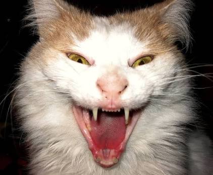 超絶目つき悪い猫の画像!