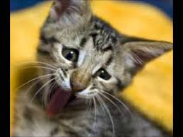 超絶目つき悪い猫の画像!