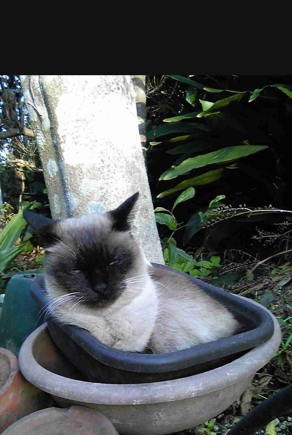 超絶目つき悪い猫の画像!