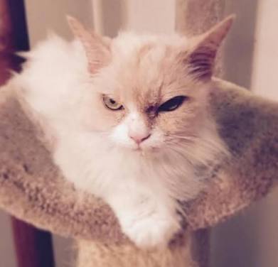 超絶目つき悪い猫の画像!