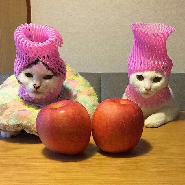 超絶目つき悪い猫の画像!