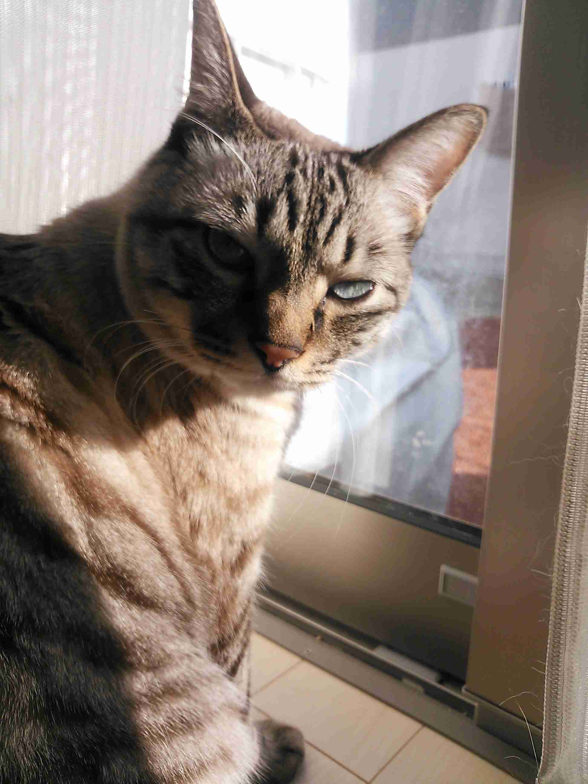超絶目つき悪い猫の画像!