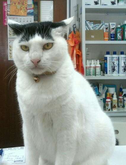 超絶目つき悪い猫の画像!