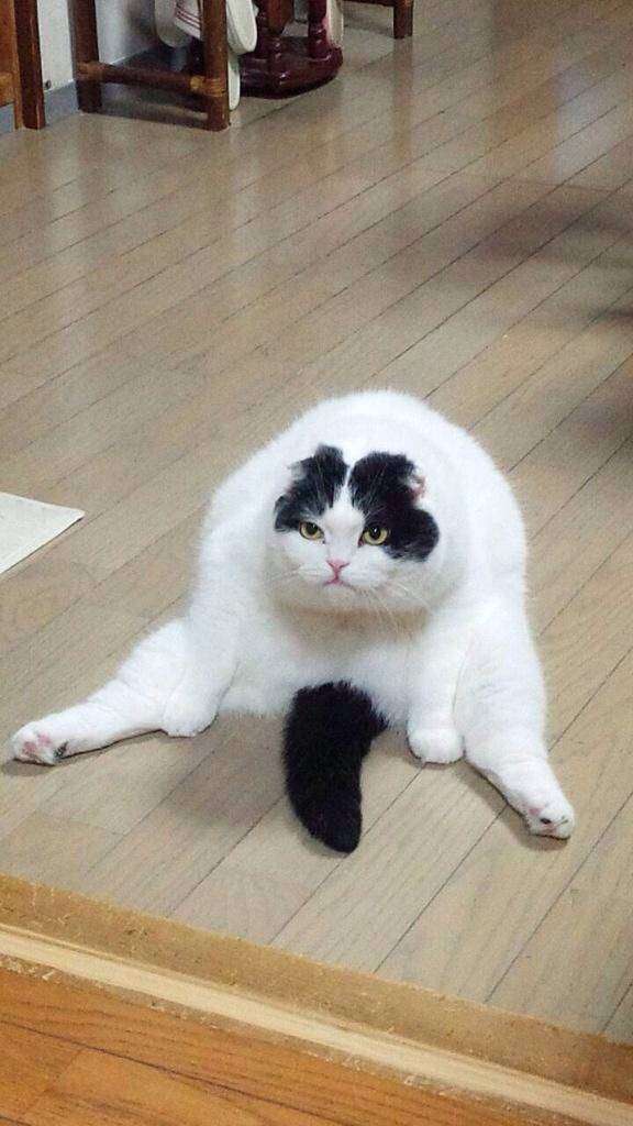 超絶目つき悪い猫の画像!