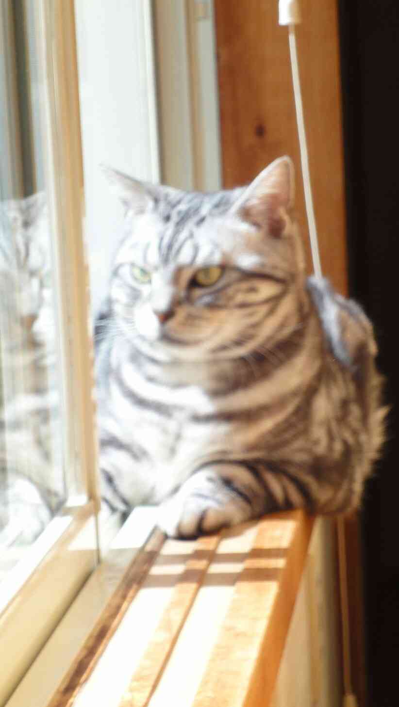 超絶目つき悪い猫の画像!