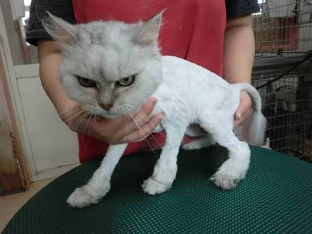 超絶目つき悪い猫の画像!