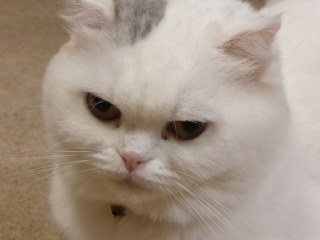 超絶目つき悪い猫の画像!