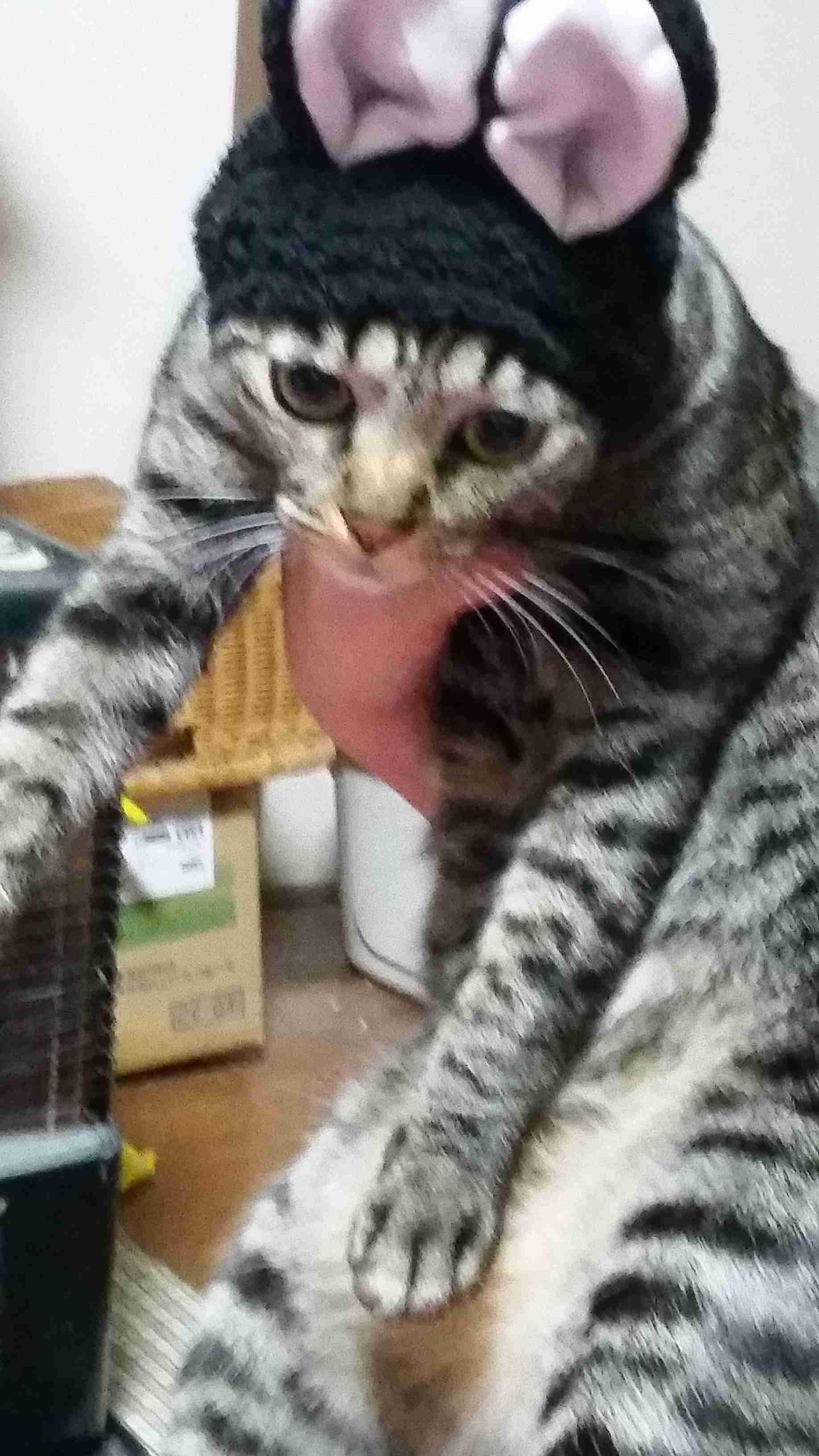 超絶目つき悪い猫の画像!
