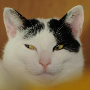 超絶目つき悪い猫の画像!