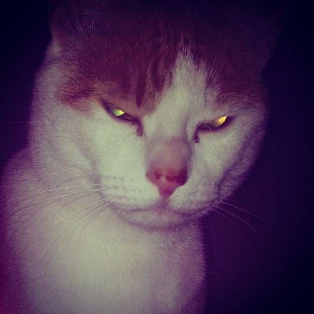 超絶目つき悪い猫の画像!