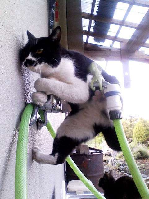 超絶目つき悪い猫の画像!