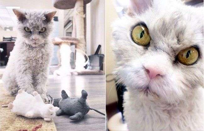 超絶目つき悪い猫の画像!