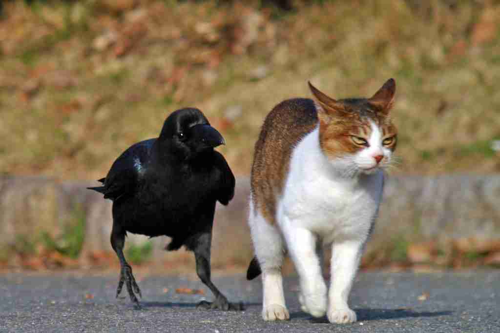 超絶目つき悪い猫の画像!