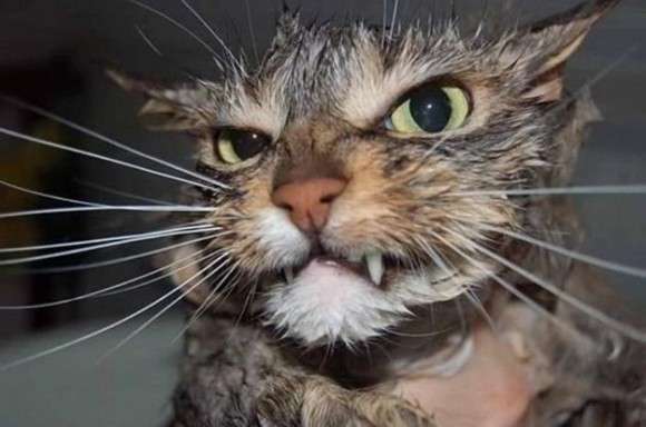 超絶目つき悪い猫の画像!
