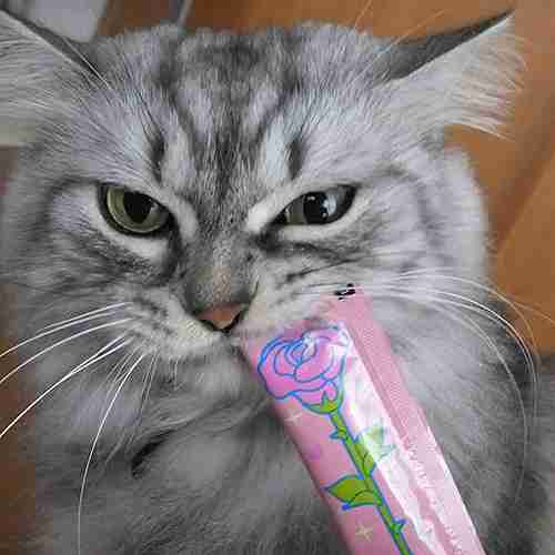 超絶目つき悪い猫の画像!