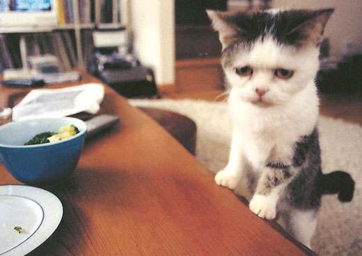 超絶目つき悪い猫の画像!