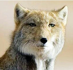 嵐が嫌いな人(ファンは来ないでください)