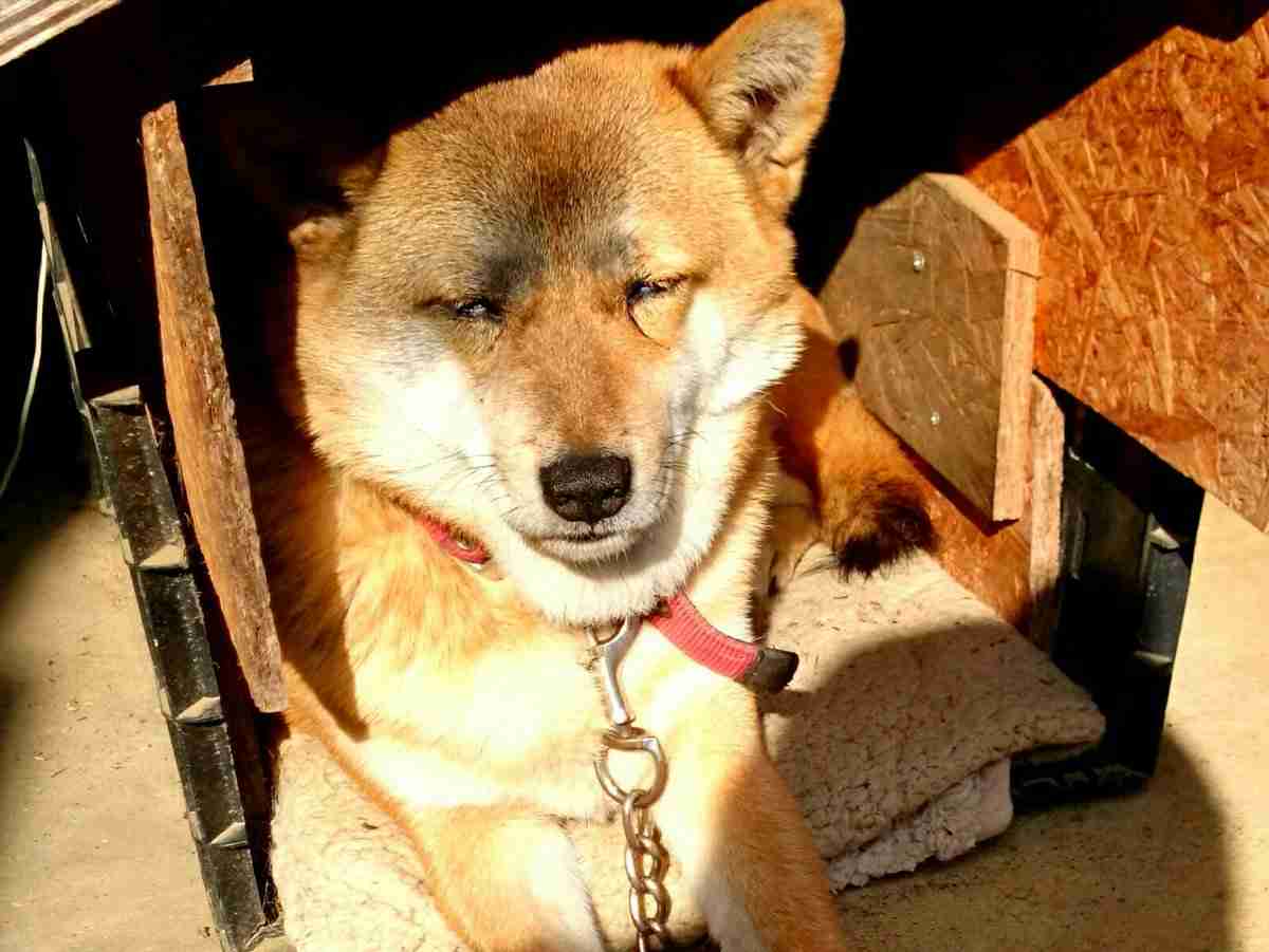 目を疑った画像を貼るトピ