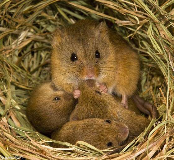 日本の野生動物の画像を貼るトピ