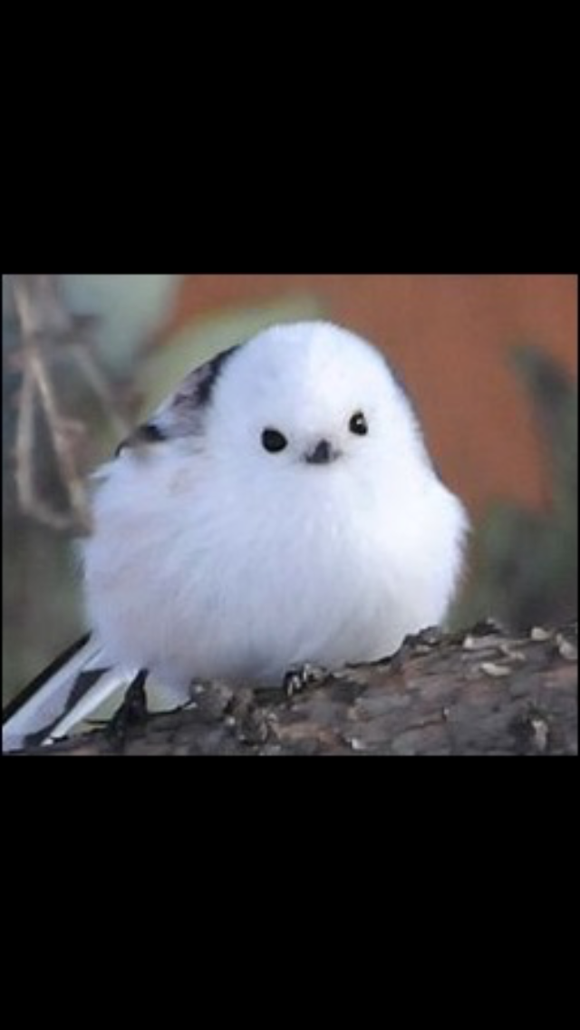 日本の野生動物の画像を貼るトピ