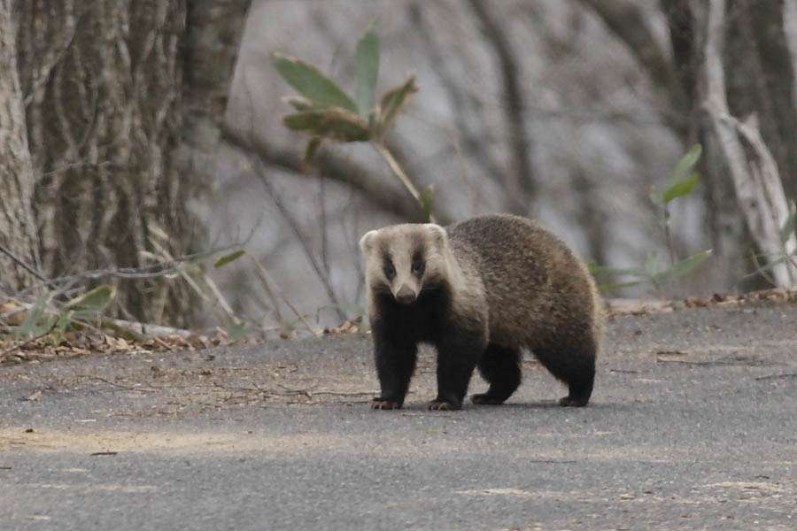 日本の野生動物の画像を貼るトピ
