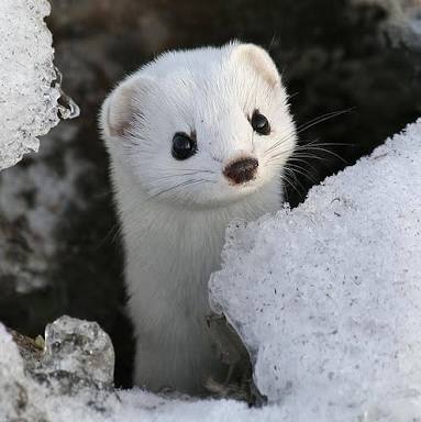 日本の野生動物の画像を貼るトピ