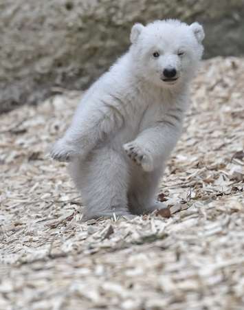日本の野生動物の画像を貼るトピ