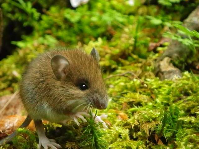 日本の野生動物の画像を貼るトピ